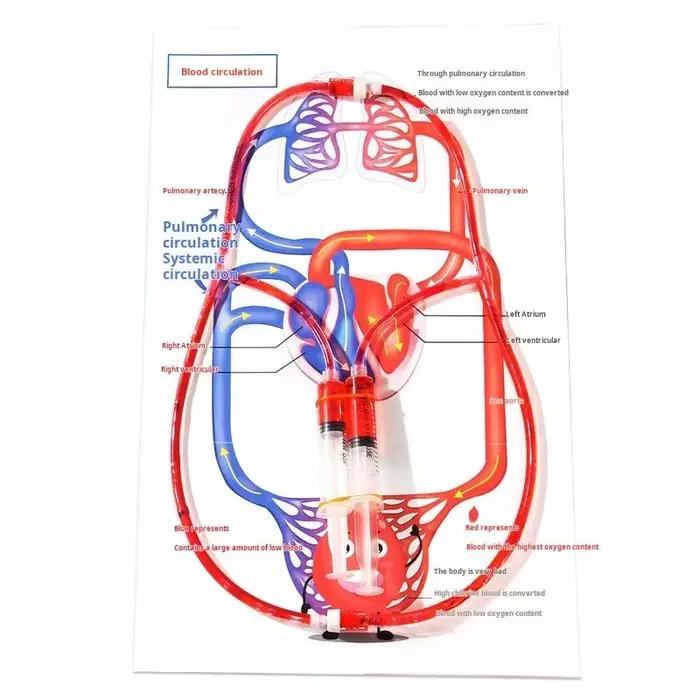 Kit de Modélisation STEM DIY du Système Circulatoire – Jouet Éducatif Scientifique du Corps Humain p