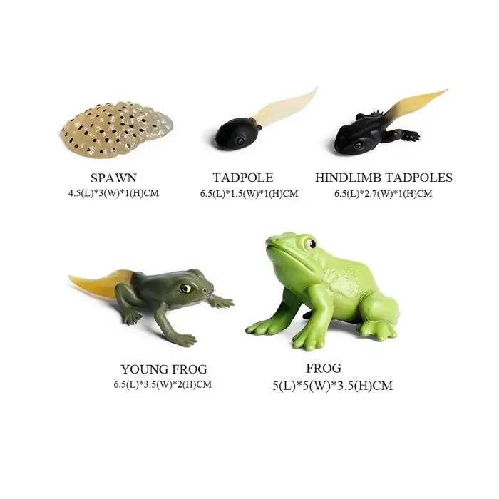 Figurines d'animaux de la forêt tropicale, grenouille d'arbre, grenouille taureau, jouet d'action Squishy, jouets pour enfants, cadeaux pour enfants