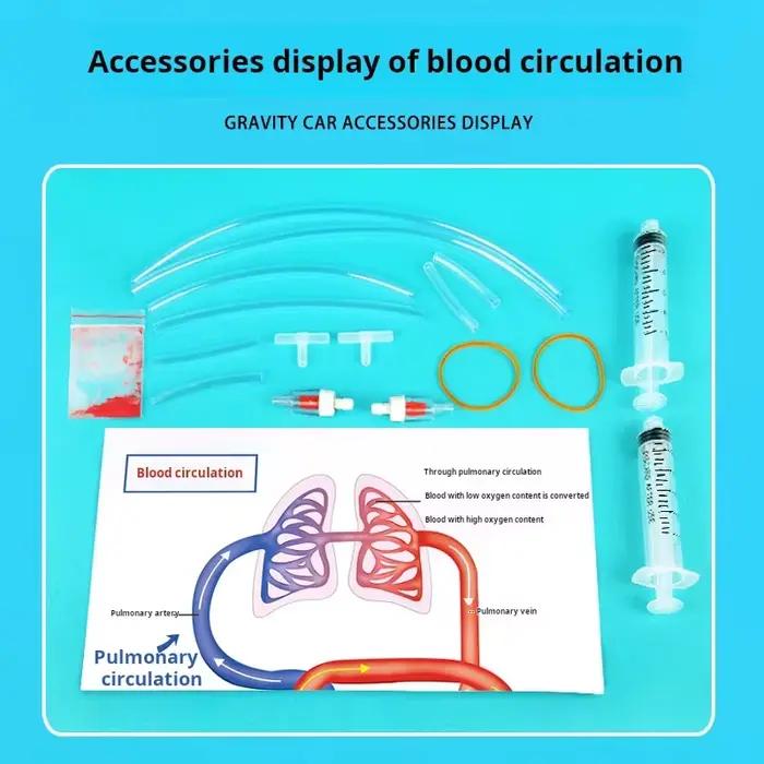 Kit scientifique STEM DIY : Modèle de circulation sanguine – Jouet éducatif pour l'apprentissage et l'enseignement de la biologie chez les enfants