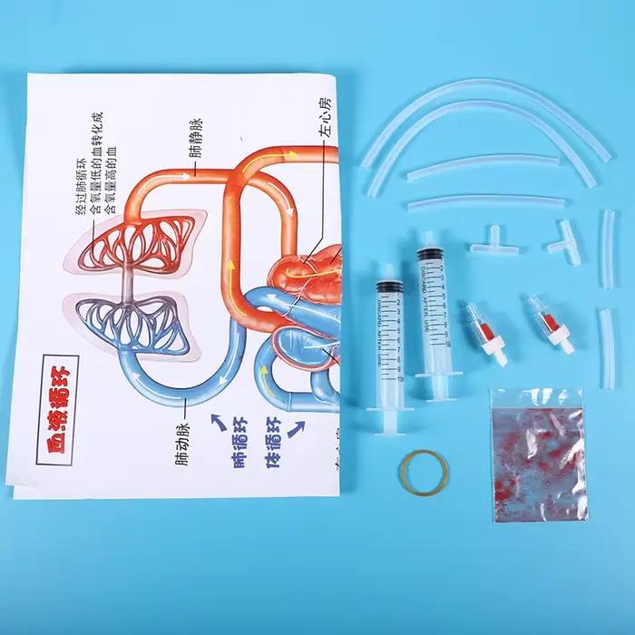 Kit scientifique STEM DIY : Modèle de circulation sanguine – Jouet éducatif pour l'apprentissage et l'enseignement de la biologie chez les enfants