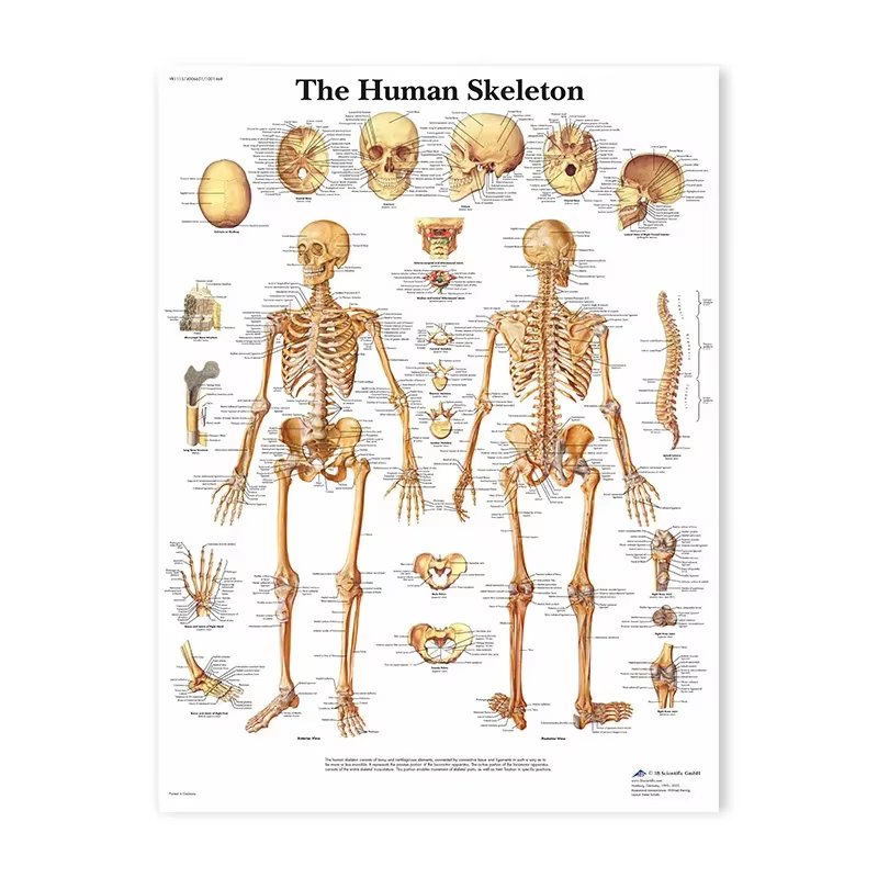 Affiche d'anatomie de coeur d'organes humains, peinture sur toile d'impression, carte du corps humai
